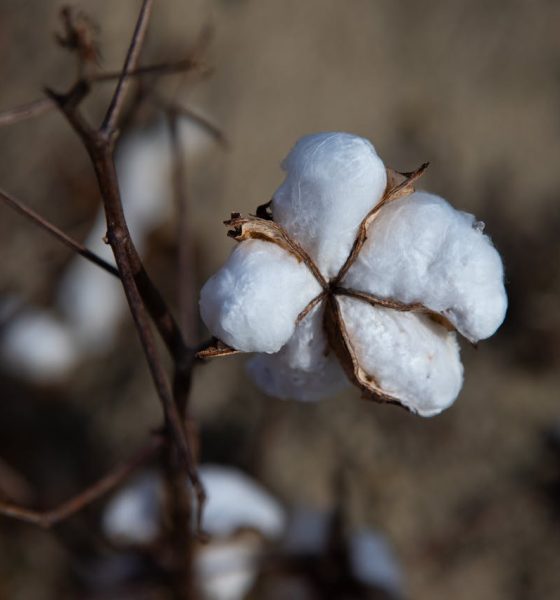 cotton