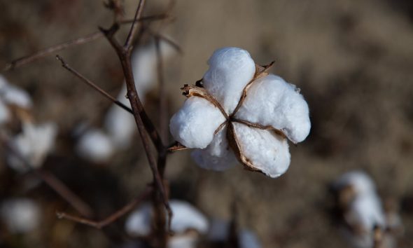 cotton