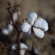 cotton