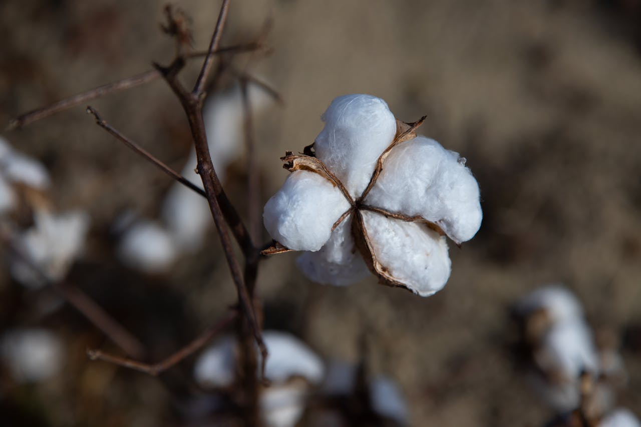 cotton