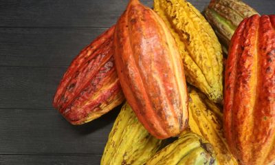 cocoa