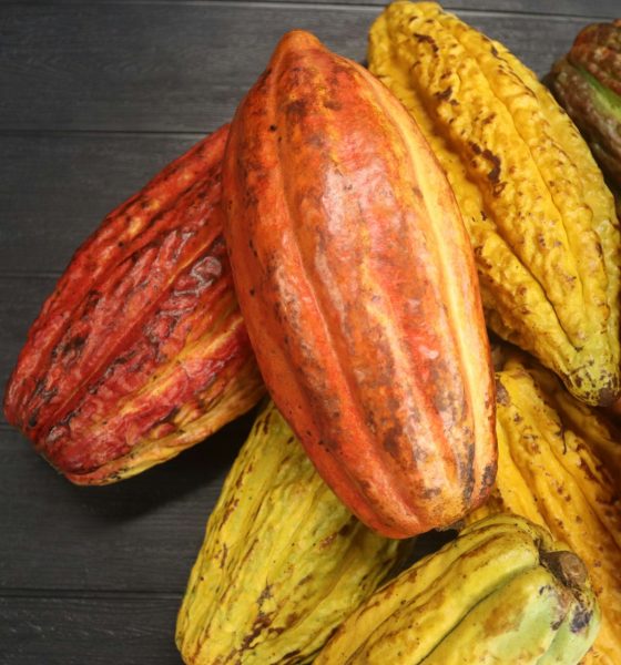 cocoa