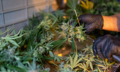 cannabis cooperatives