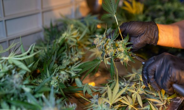 cannabis cooperatives