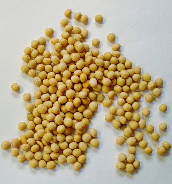soybean