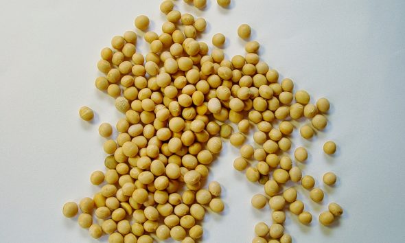 soybean