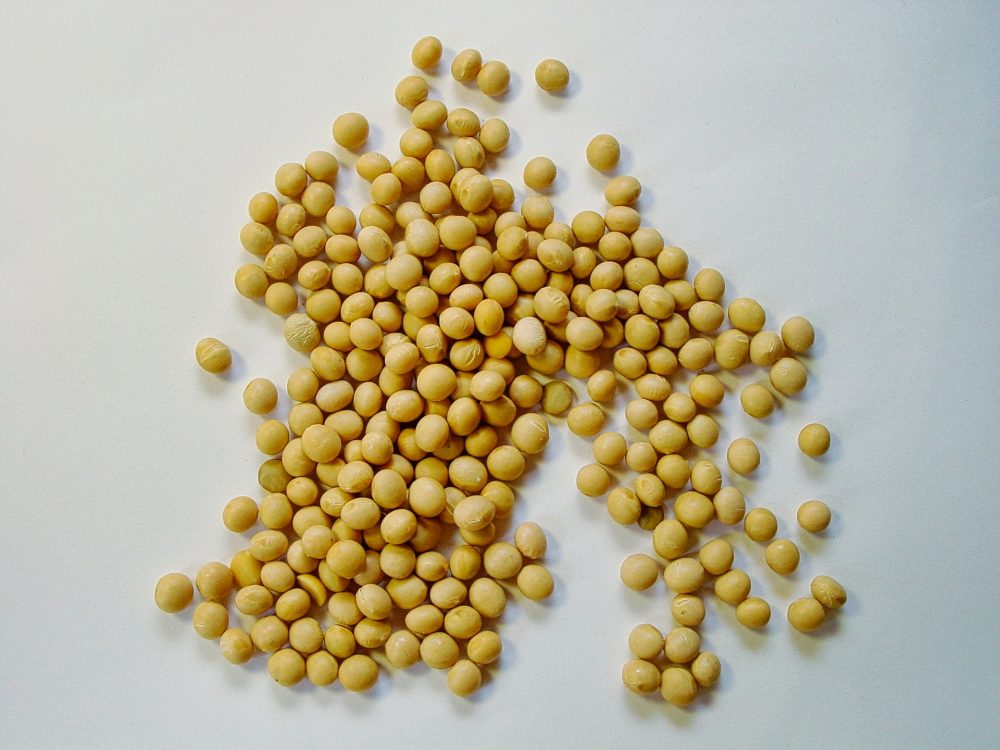 soybean