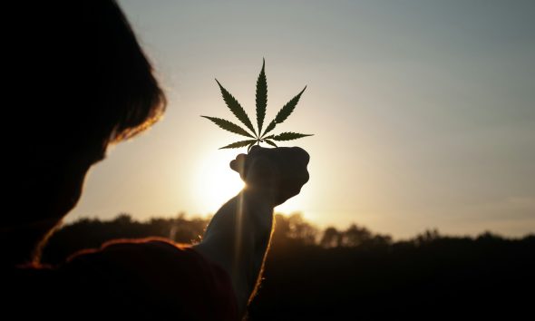 cannabis