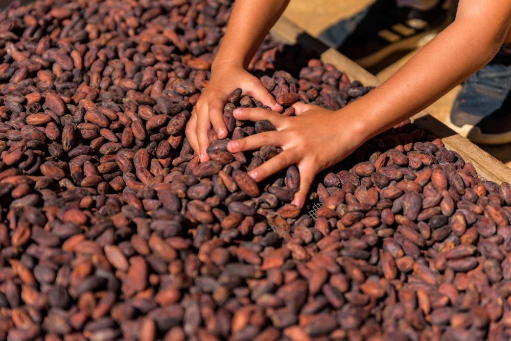 cocoa