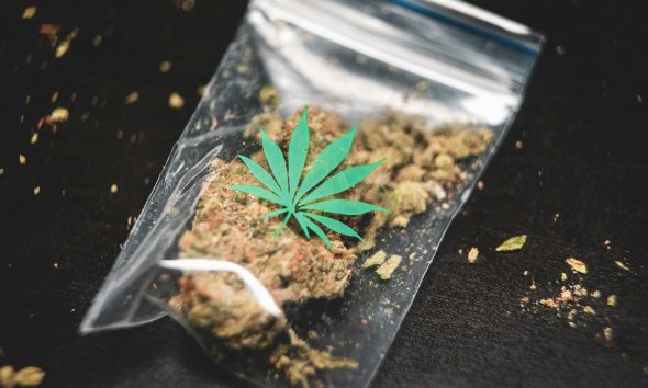 cannabis