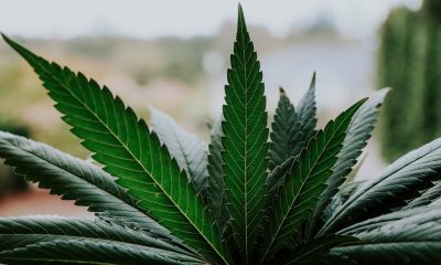 cannabis