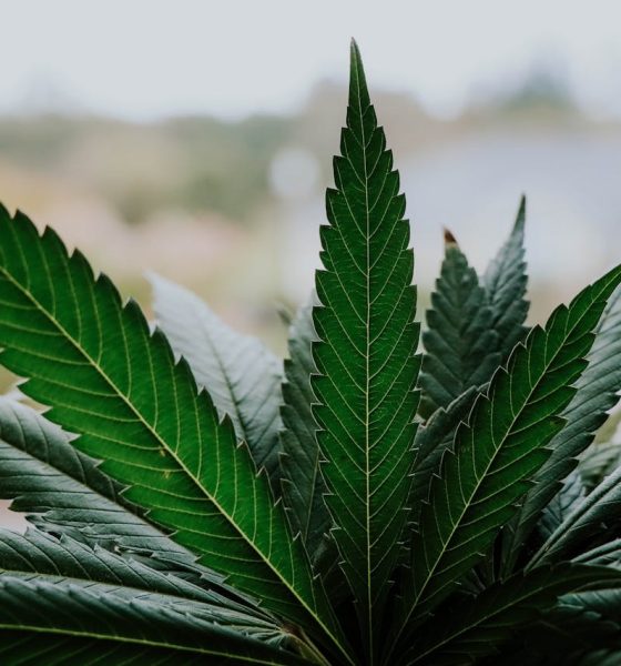 cannabis