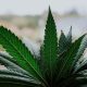 cannabis