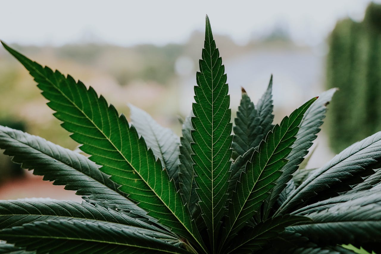cannabis