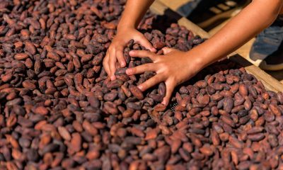 cocoa price