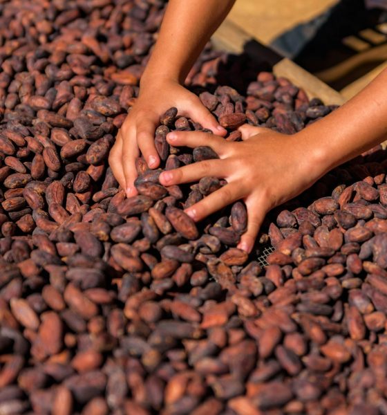 cocoa price