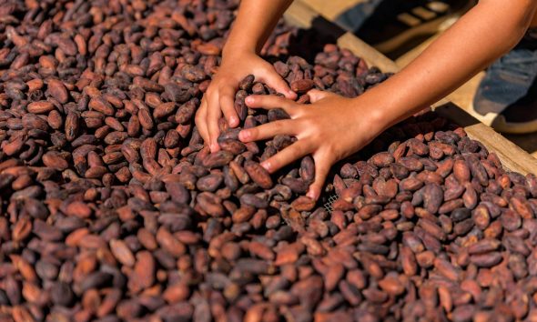 cocoa price