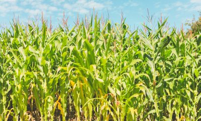 corn