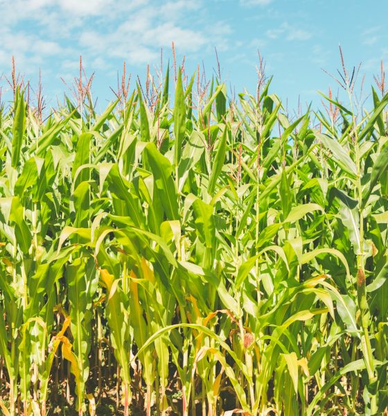 corn