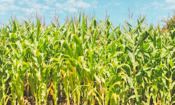 corn