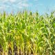 corn
