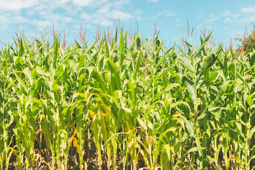 corn