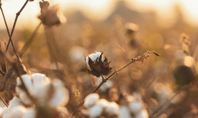 cotton
