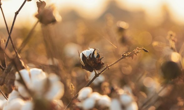 cotton
