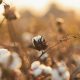 cotton