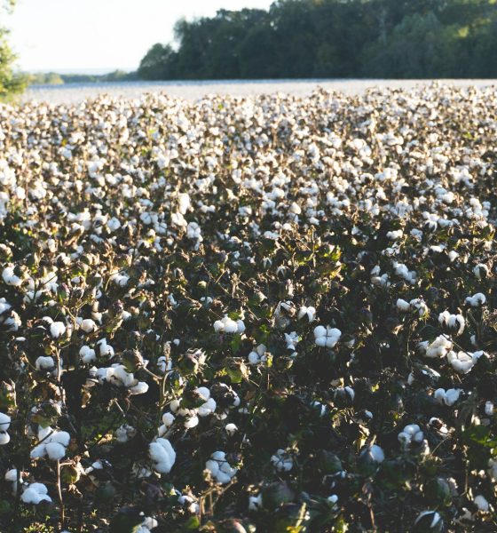 cotton