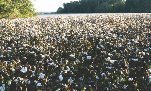 cotton