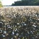 cotton