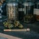 cannabis