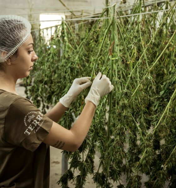 cannabis
