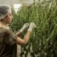 cannabis