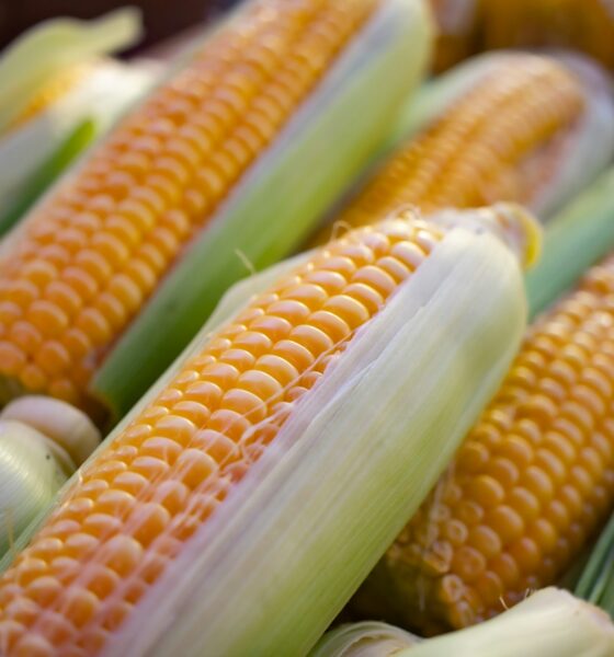 corn